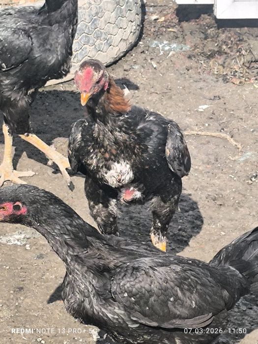 Доканы петух и 3 курецы