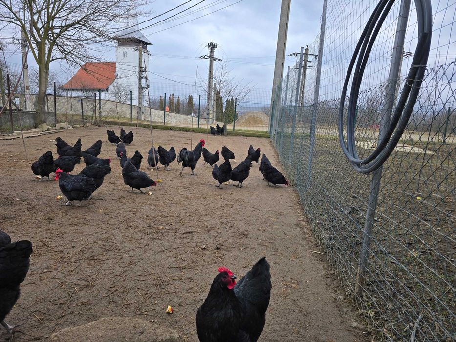 Ouă austrolup de vânzare