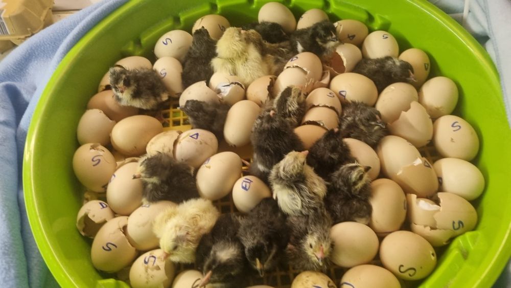 Oua  de incubat de la aceste găini