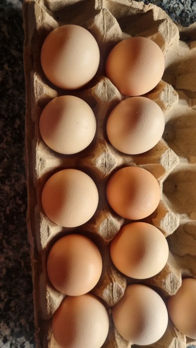 Австролорп руминский уругланган тхумлари