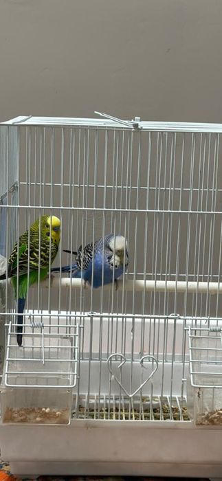Попугай 2 штук бар.