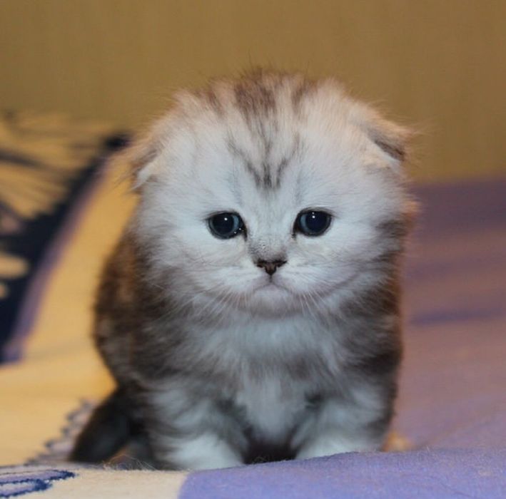 Висолоухие котята