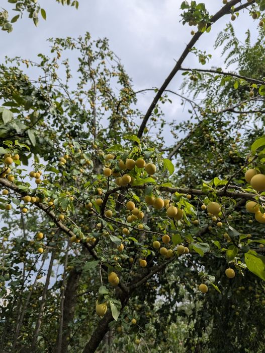Corcodușe de grădină