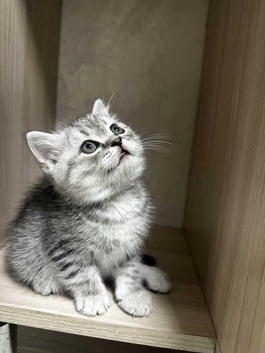 Красивый котенок