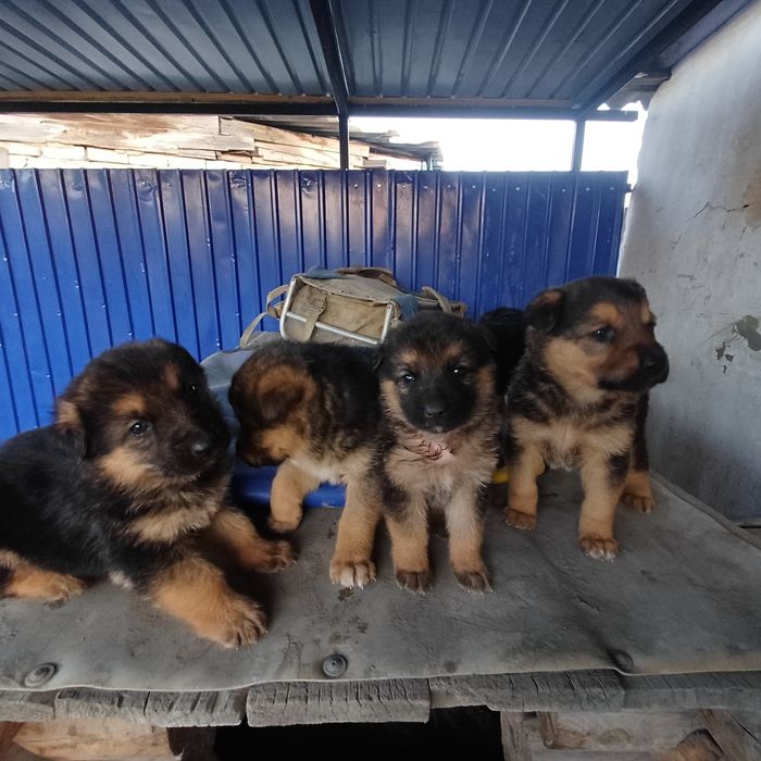 Щенки немецкой овчарки