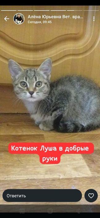Котята в добрые руки