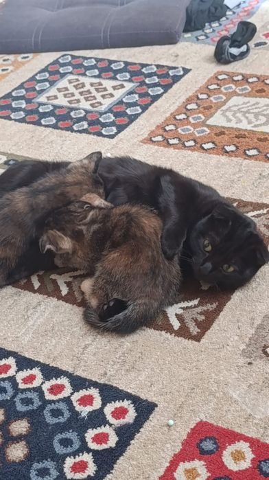 Котята в хорошие руки
