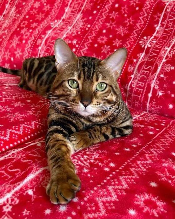 Бенгалски котета