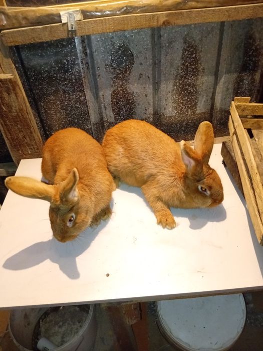 Продам кроликов БСС