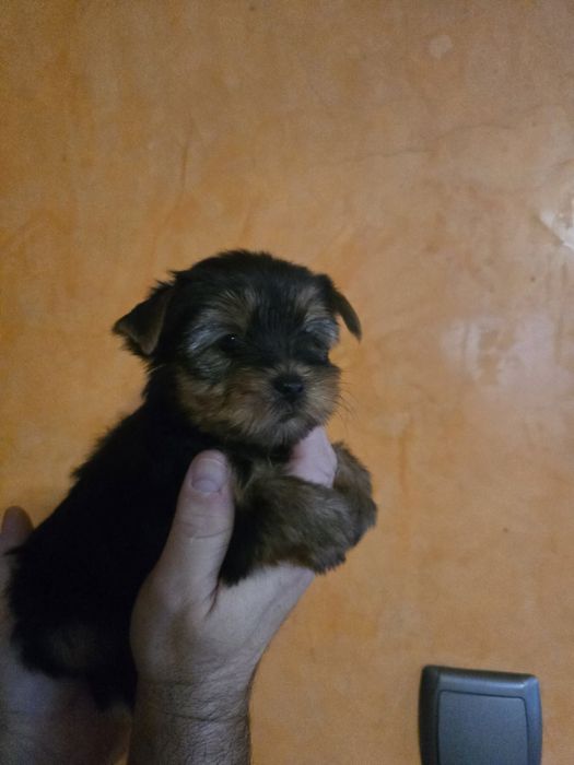 Продавам Йоркширски териер