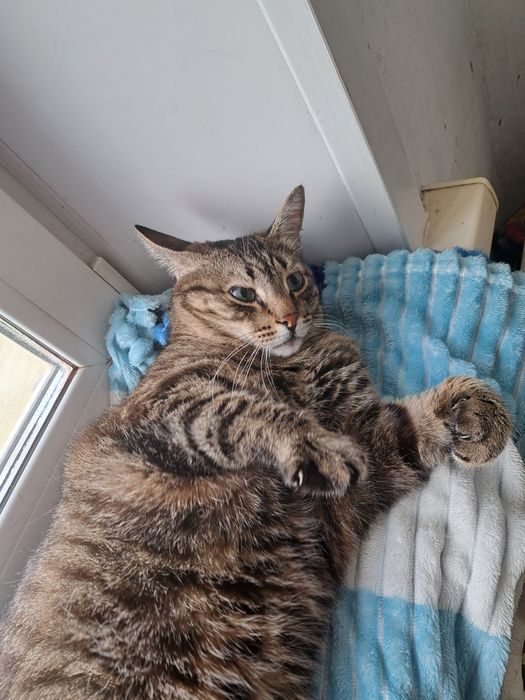 Котик мальчик в добрые руки