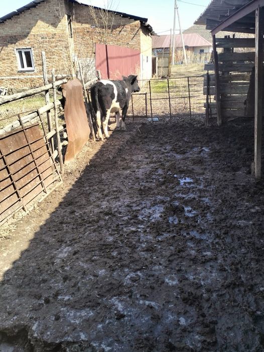 Продаётся  тёлка, тайынша