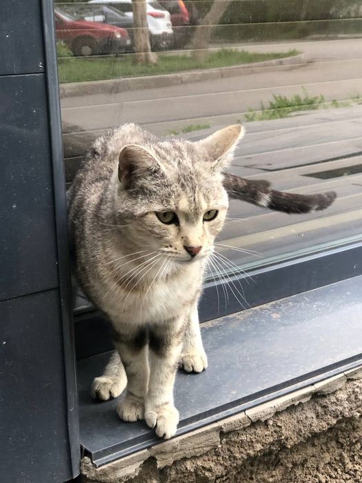 Пристройка/поиск хозяина