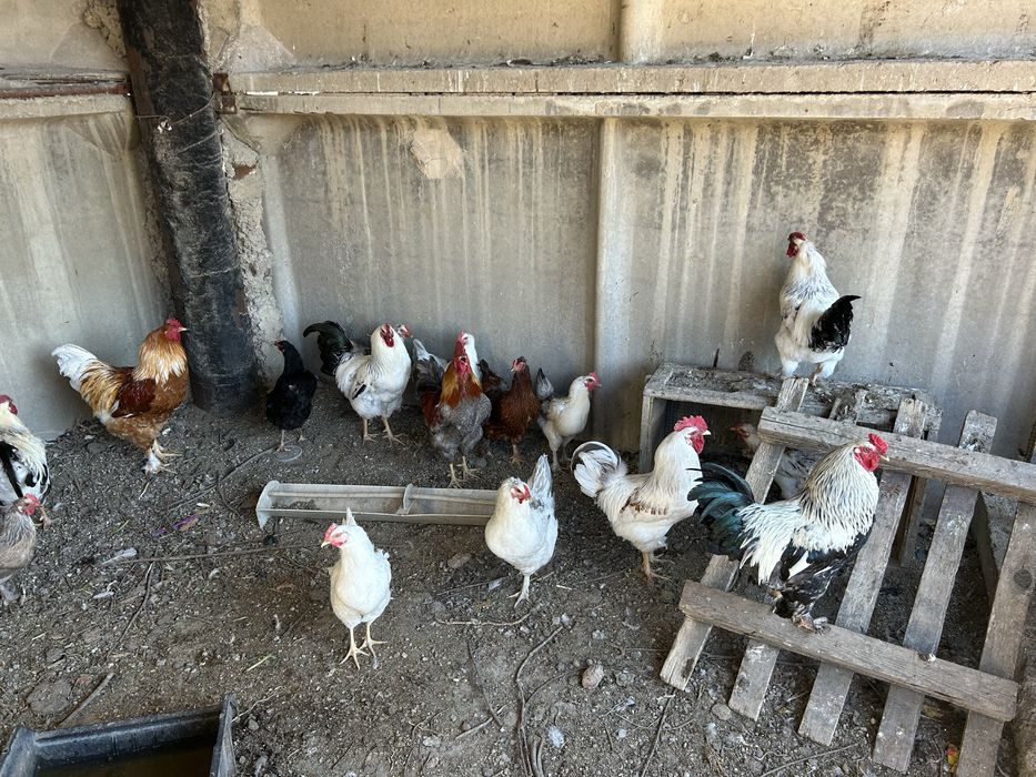 Петухи продаются