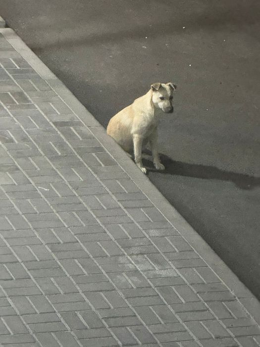 Собака ищет дом и любящих хозяев