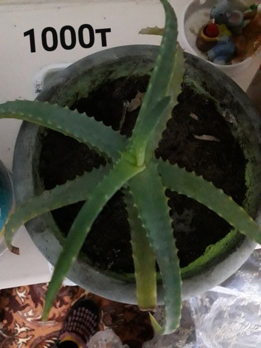 Алое сатам 250-500т,1000т.т