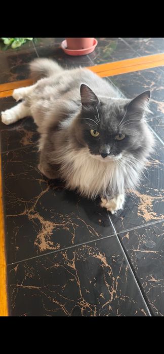 Ищем кота Семена