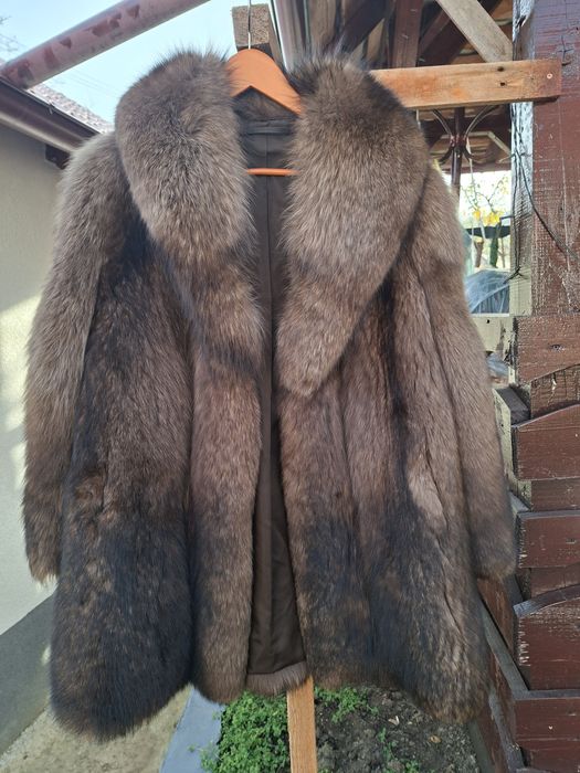 Haina dama vulpe polara