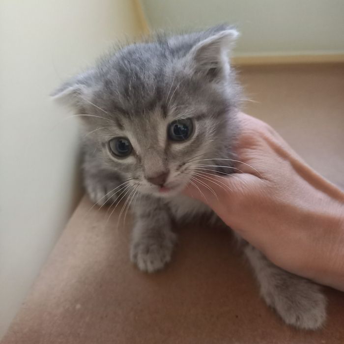 Вислоухий котёнок 1 месяц мальчик