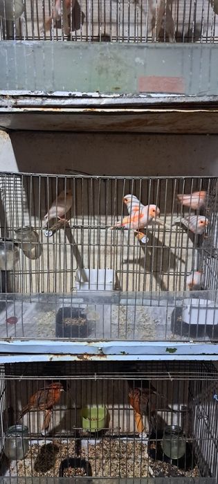 Har xil turdagi Kanareykalar