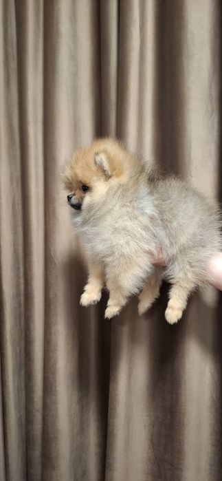 Baiat pomeranian cu pedigree fci