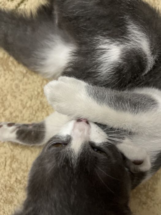 Кошка домашний шатланский