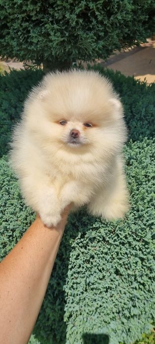 Померан померанче мини