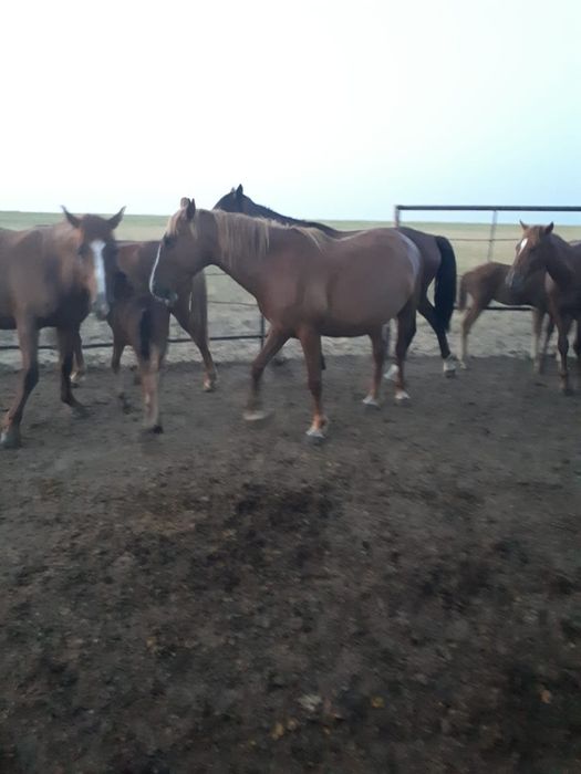 Продам лошадей с жеребятами