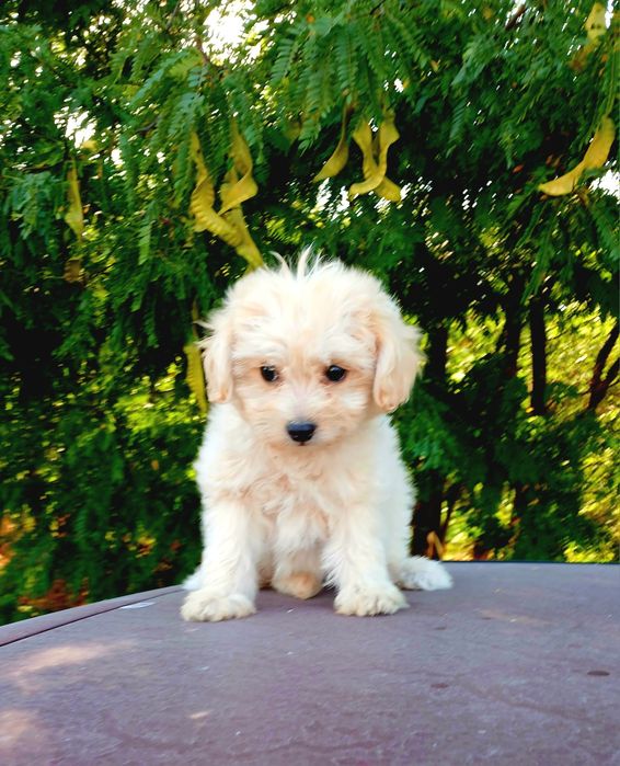 Малтипу/maltipoo/пудел