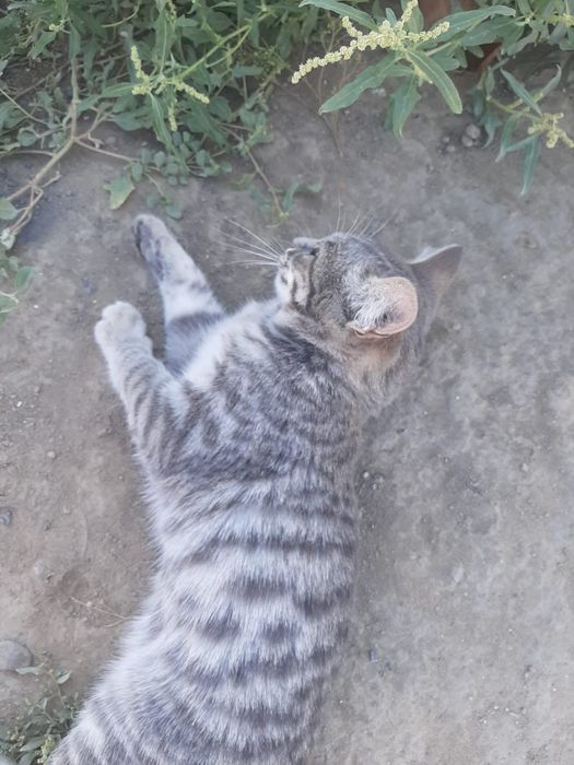 Котята бесплатно