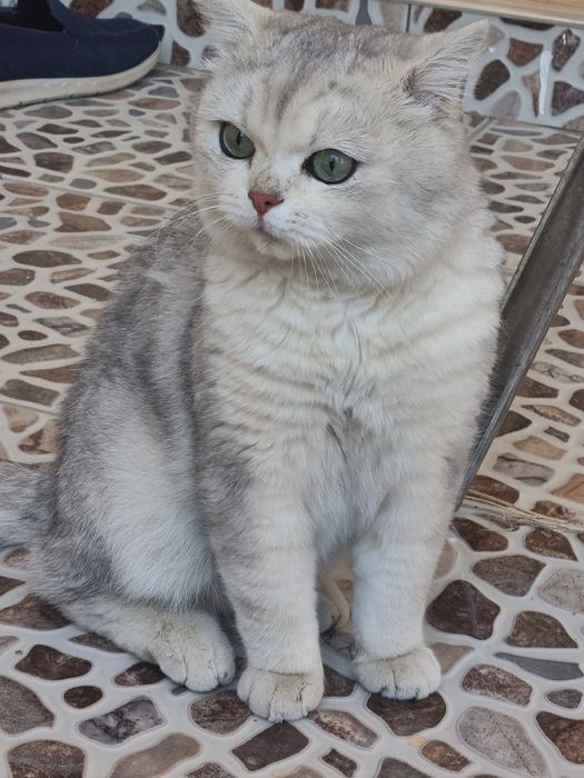 Britanskiy serebristiy shinshilla