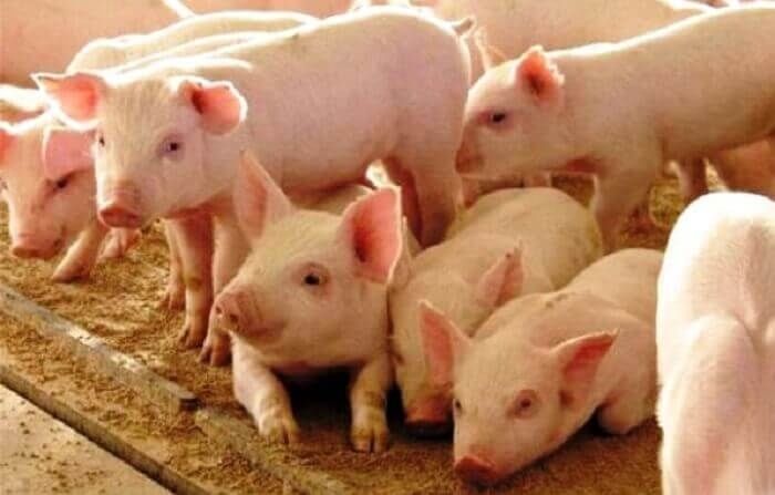 Поросята ландрас