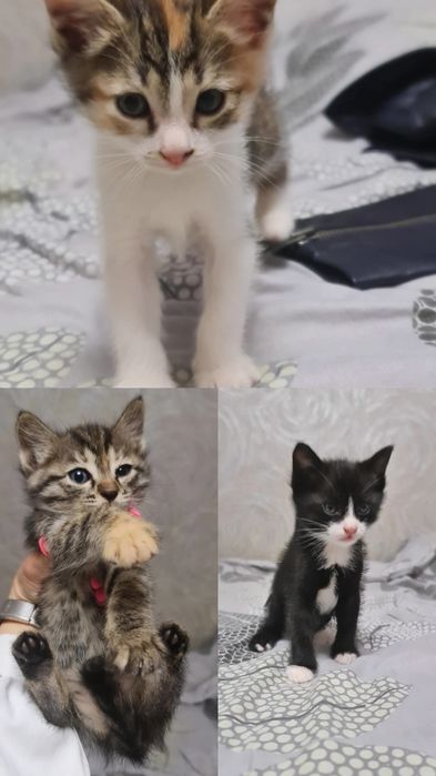Котята месяц от роду