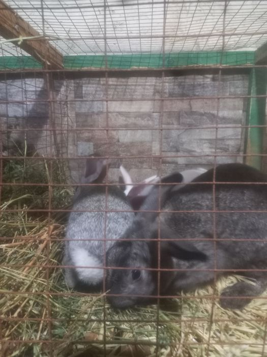 Куёнчалар сотилади