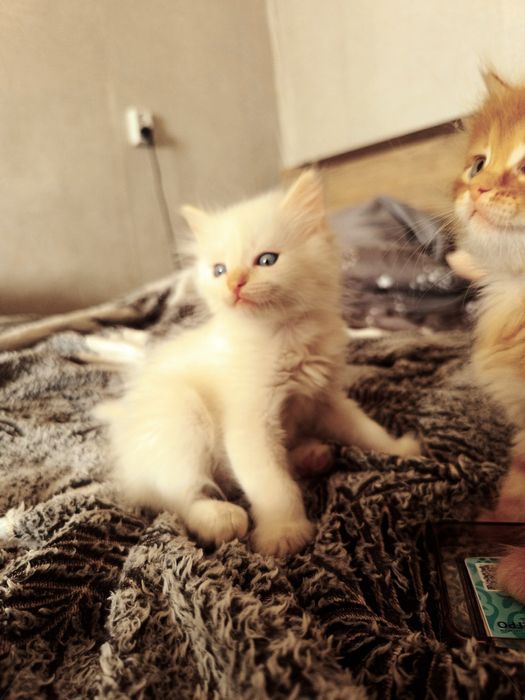 Котята! Бесплатно