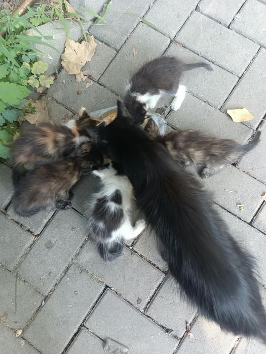 Котята-антистресс детям