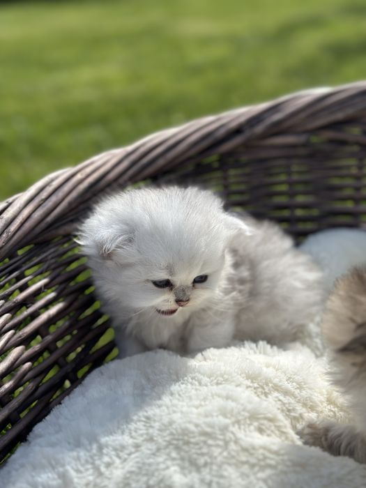 Puiuti scottish CU PEDIGREE