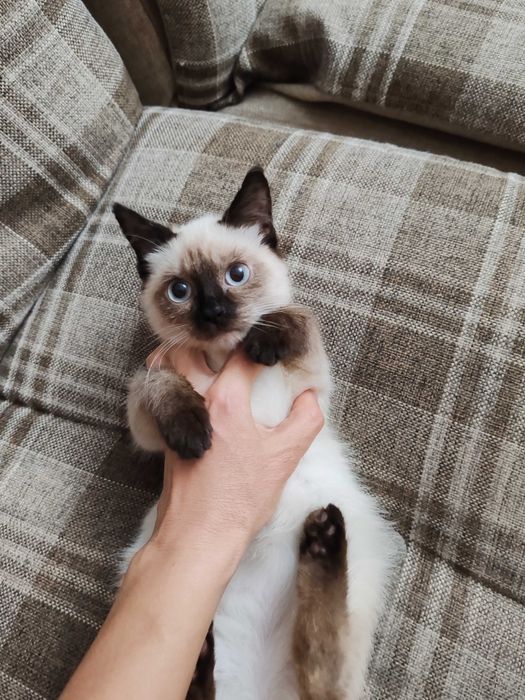 Сиамский котенок