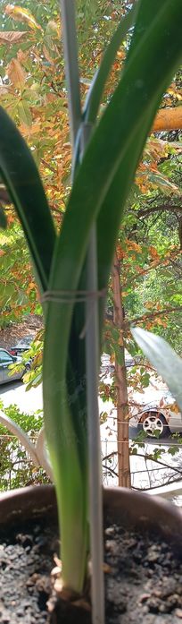 Продам Амариллис