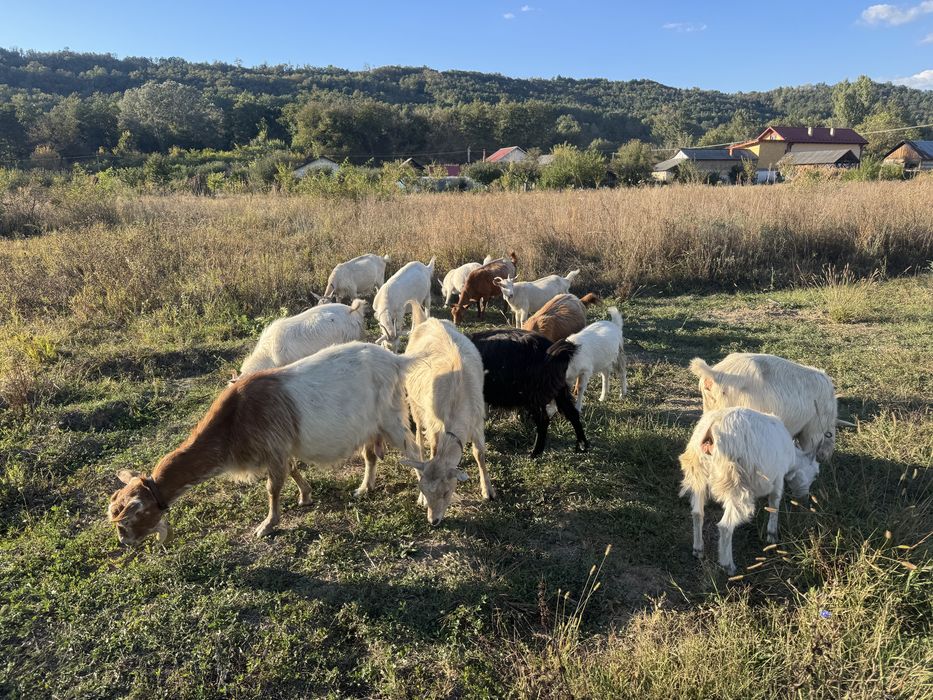 Capre romanesti