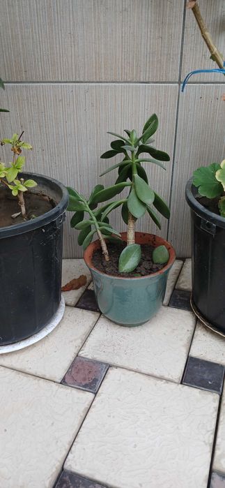 Продаются комнатные цветы алое и другие