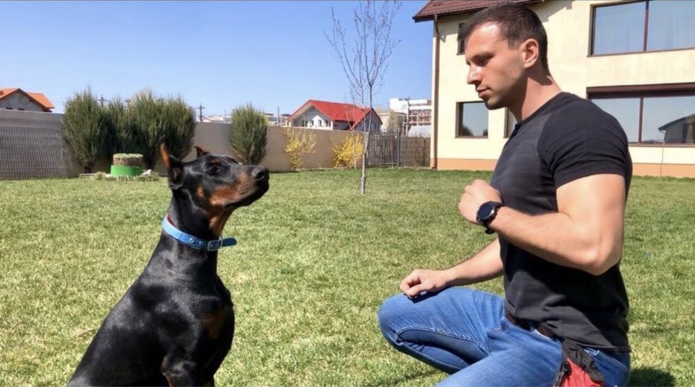 Dresaj canin in Vaslui ~ Câinii lui Ștefan