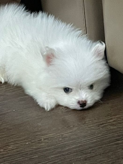 Шпиц Немецкий , Чисто кровны