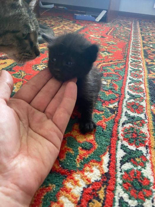 Отдам котят в хорошие руки