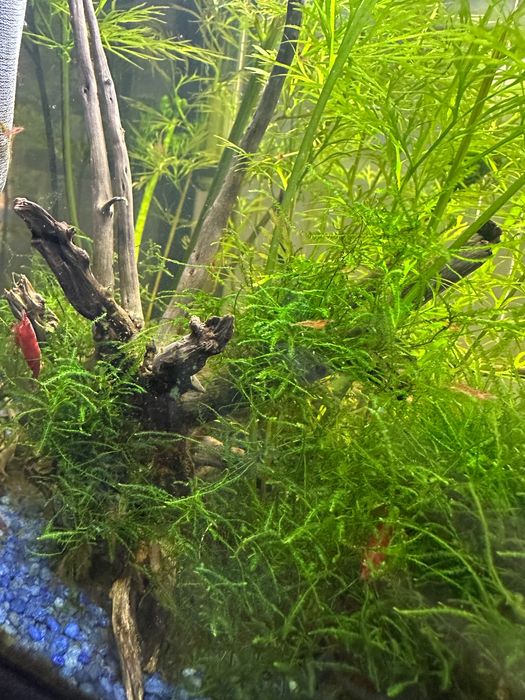 Creveti rosii acvariu