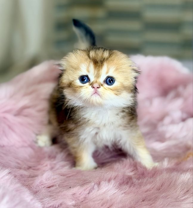 Котята с документами