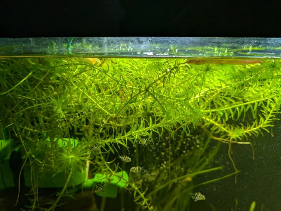 Аквариумное растение элодея