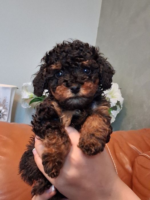 Пудели мини и той