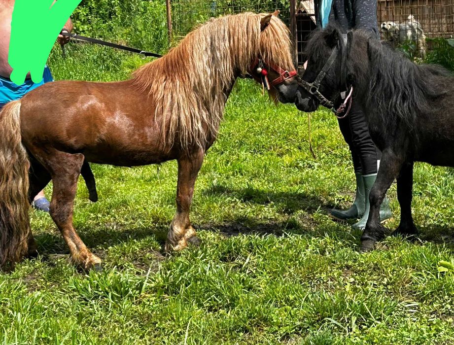 Ponei armăsar de vanzare