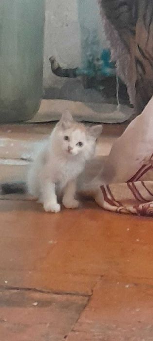 Отдам котят бесплатно